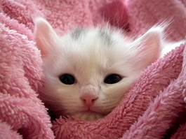 blankets-for-cats_2023-12-05
